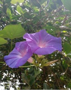 Morning Glory in the shade