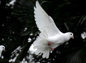 WEA and European Evangelical Alliance Call for Prayer for Peace in Ukraine