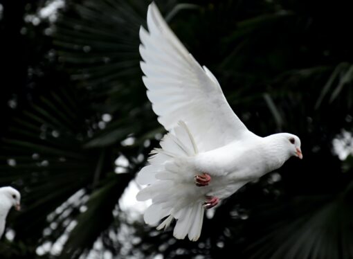 WEA and European Evangelical Alliance Call for Prayer for Peace in Ukraine