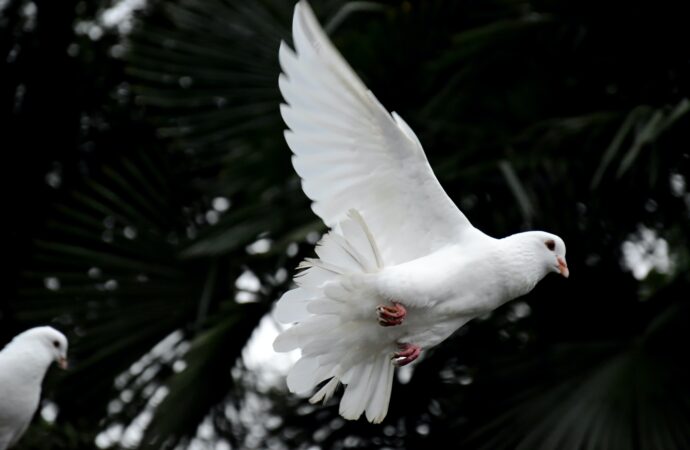 WEA and European Evangelical Alliance Call for Prayer for Peace in Ukraine
