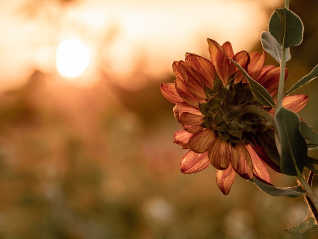 aaron-burden-FqctzBByH-U-unsplash