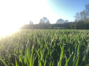 Grass Geislar